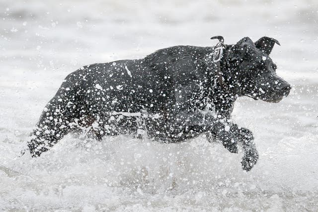 Pet dogs may reflect their owners' stress levels (Ben Birchall/ PA)