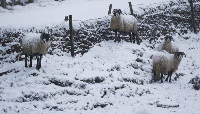 Sheep in a snow covered field in Northumberland, were lacking the joys of spring (Owen Humphreys/PA)