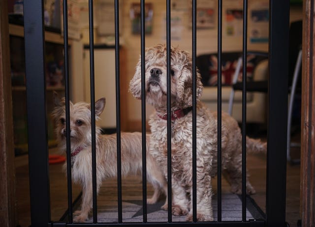 Animals up for adoption