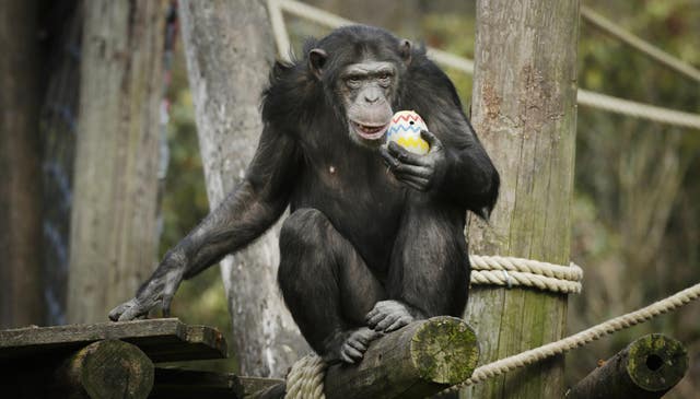 Chimpanzee