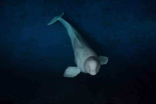 Beluga whales live to between 35 and 50 years old (Aaron Chown/ PA)
