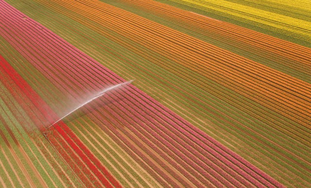 Spring tulips in Norfolk