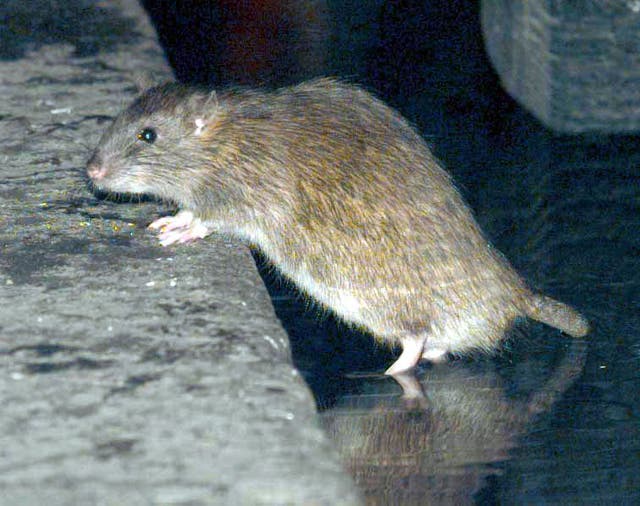 London Rats bad weather