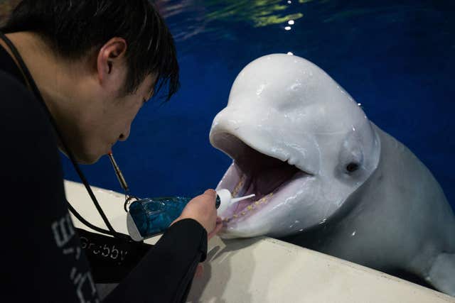 Open-water sanctuary for Beluga Whales