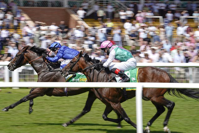 Real World (blue) is set for Haydock on Saturday