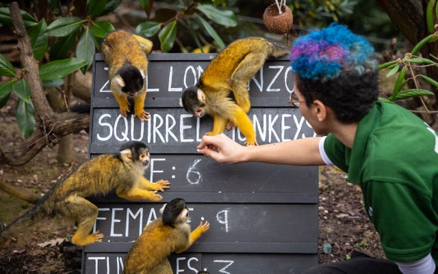 Zookeeper Rowan Swainson counts Squirrel monkeys on Wednesday (Dominic Lipinski/PA)