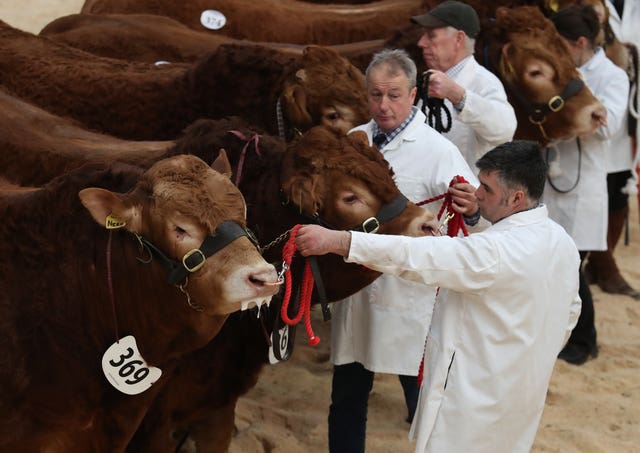 United Auctions’ Stirling Bull Sales