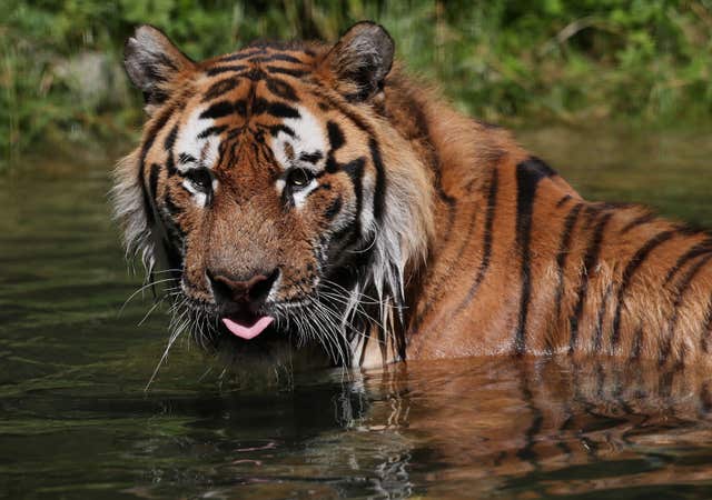 Tiger takes a bath