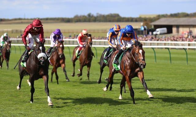 Royal Dornoch (right) is in the picture for the Breeders' Cup