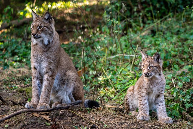 Lynx kittens at Wild Place Project