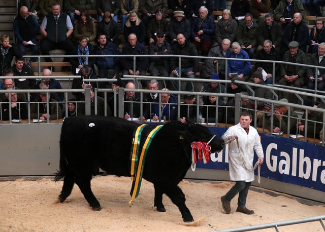United Auctions’ Stirling Bull Sales