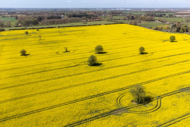 A field of oilseed rape in full colour near King’s Lynn in Norfolk