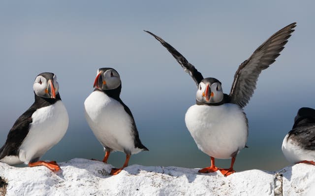 Puffin numbers have fallen globally, leading them to be listed as vulnerable to extinction (Owen Humphreys/PA)