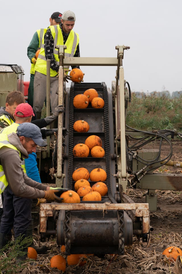 Pumpkins at Oakley Farms