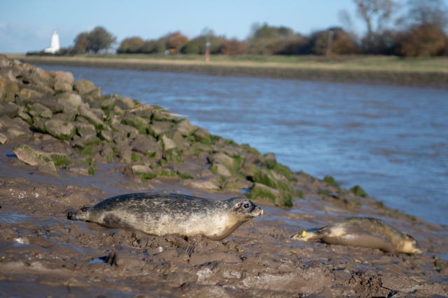 Seal pups released back into the wild