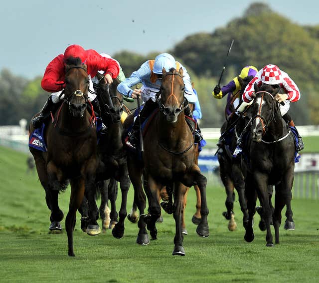 G Force (light blue) won the Haydock Sprint Cup in his younger days