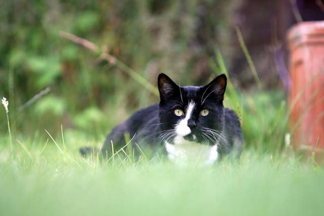 Cat Feature