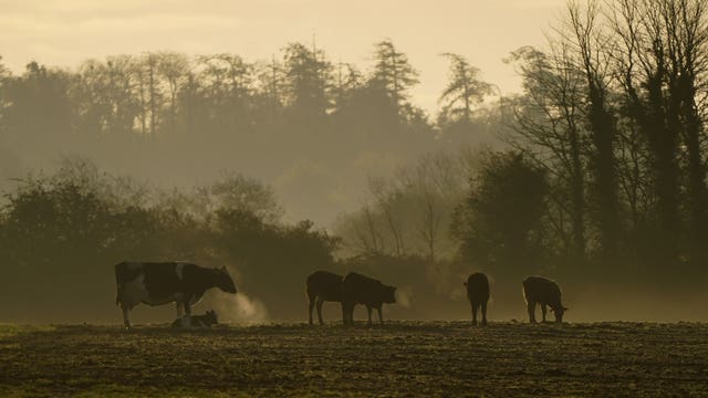 Cows grazing