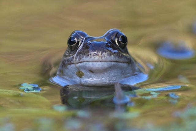 A frog sticks its head out the surface of the water