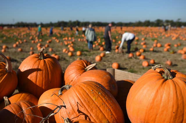 Undley Pumpkin Patch