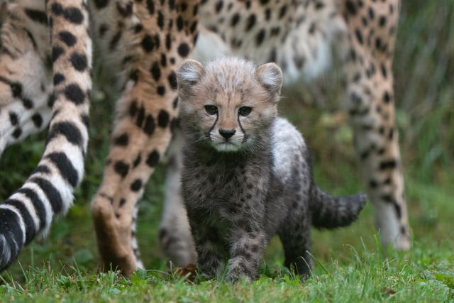 An 8-week-old cheetah cub, the first cub born at the park in ten years, explores her enclosure for the first time with her mother Kilima at Africa Alive in Suffolk. Picture date: Sunday October 3, 2021