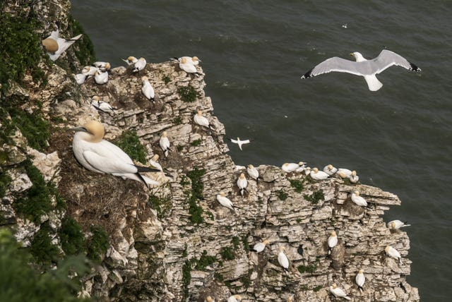 Seabirds at Bempton Cliffs