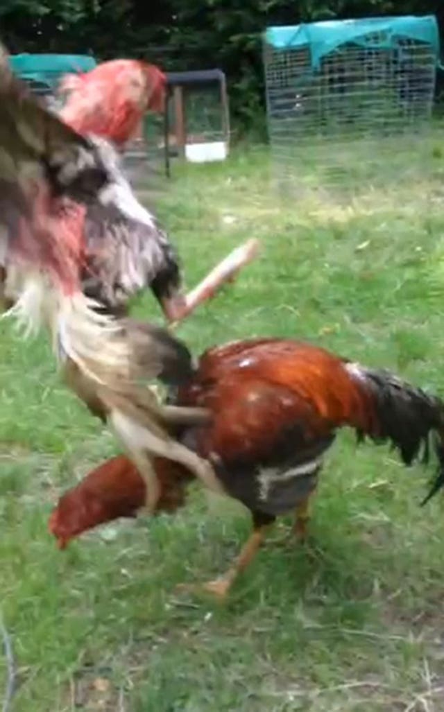 Videograb showing a cockfighting match (RSPCA/PA)