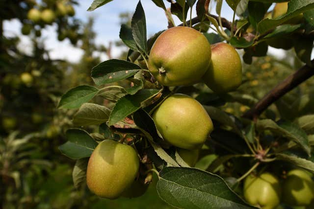 Apples could become softer and sweeter with warmer temperatures (Joe Giddens/PA)