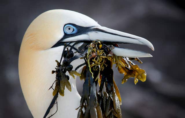 Gannet breeding season