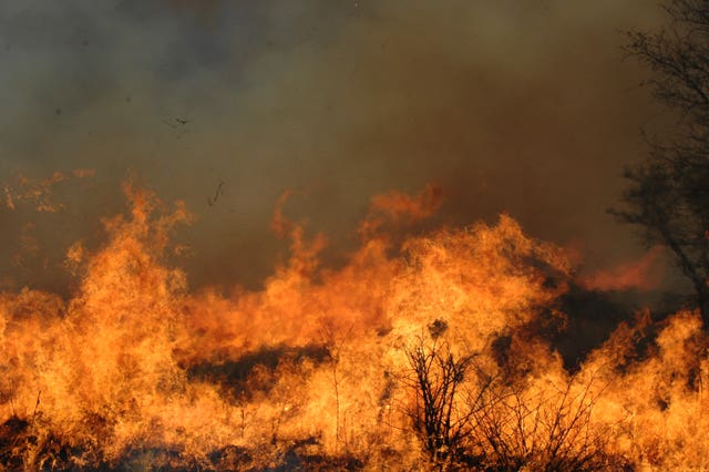 Forest Fires