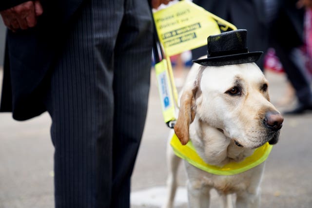 Guide dog Jimbo with his owner David Adams (not pictured) attend day three of Royal Ascot at Ascot Racecourse