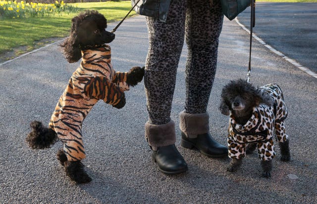 Crufts Dog Show – Day One
