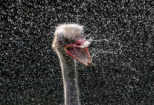 Elvis the ostrich is cooled down by water spray at Blair Drummond Safari park near Stirling