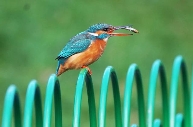 A kingfisher in Northumberland Park in Tyne and Wear