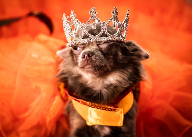 Long Coat Chihuahua Genevieve Catalaya Evanggzine wears an orange dress