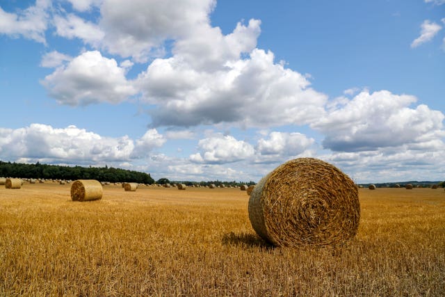 A field full of bailed straw