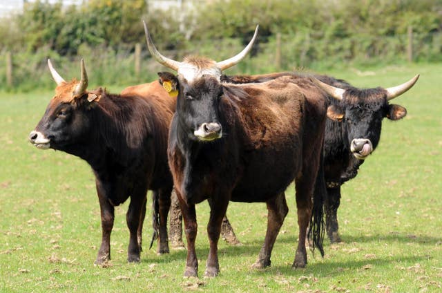 Farmer brings giant cattle to Britain