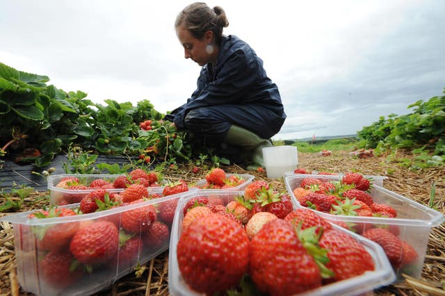 The Pick for Britain initiative hopes to encourage British workers to harvest produce. Owen Humphreys/PA Wire