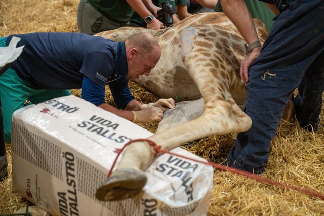 Woburn Safari Park giraffe surgery