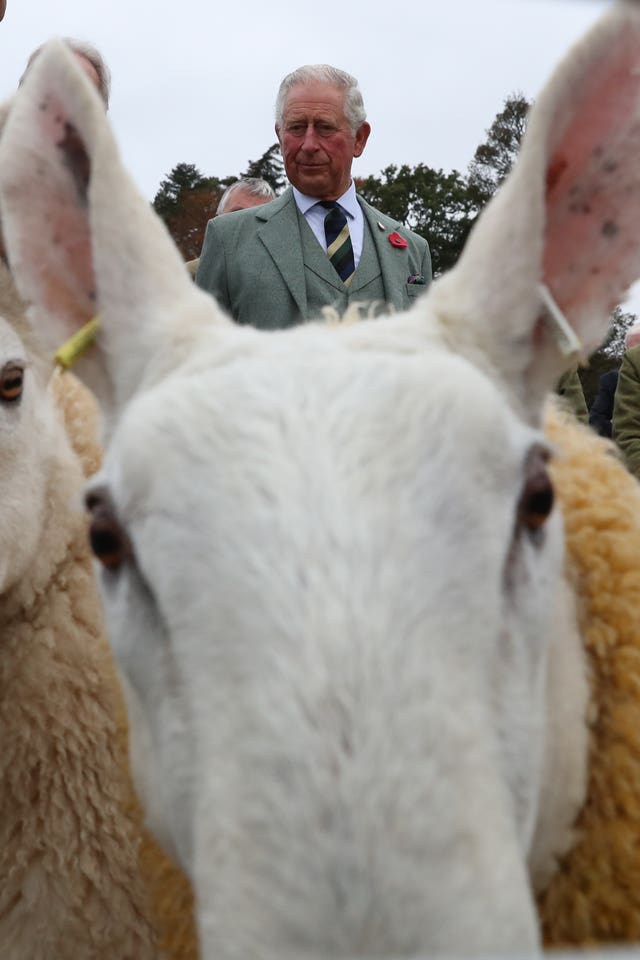 Charles with a sheep