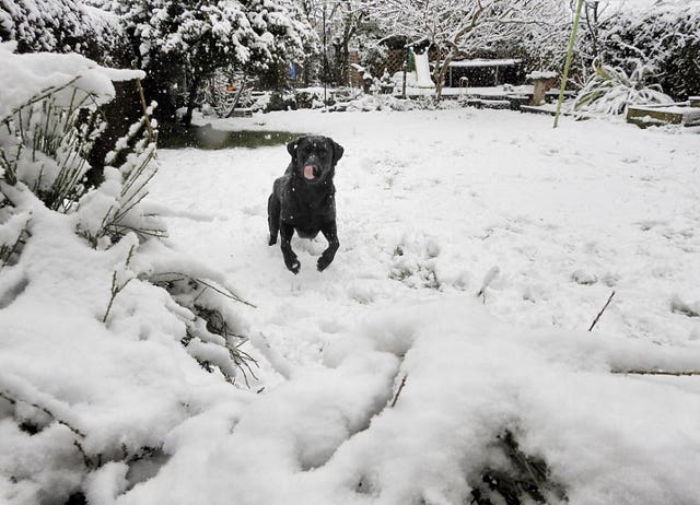 One dog enjoyed the snow in Rotherham (@Gez_Robinson/Twitter/PA)
