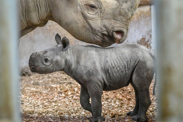 Baby black rhinoceros