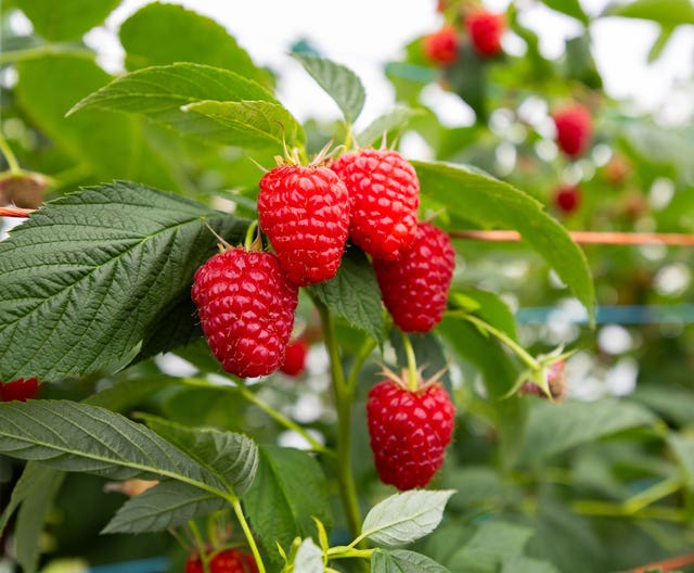 Raspberries on the cane