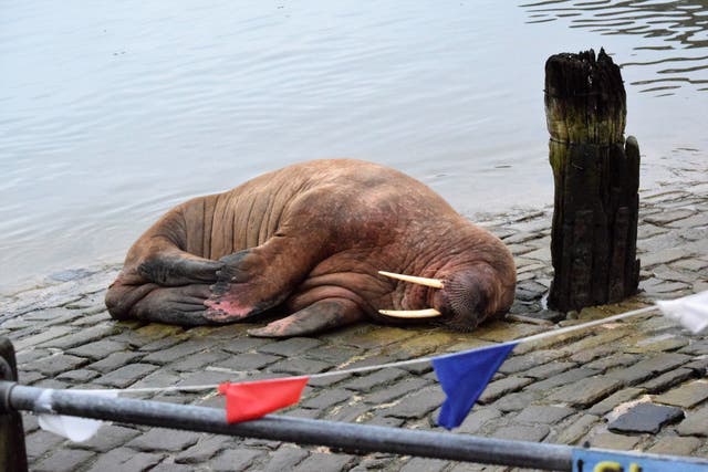 Walrus at Scarborough Harbour