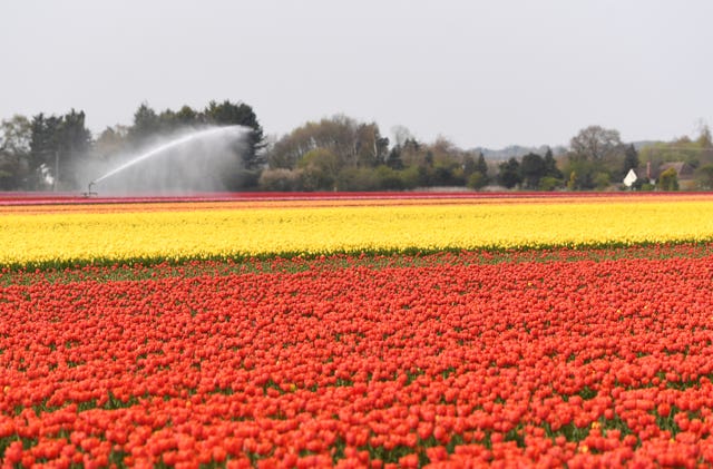 Spring tulips in Norfolk