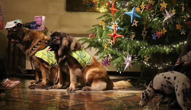 Therapy dog carol service