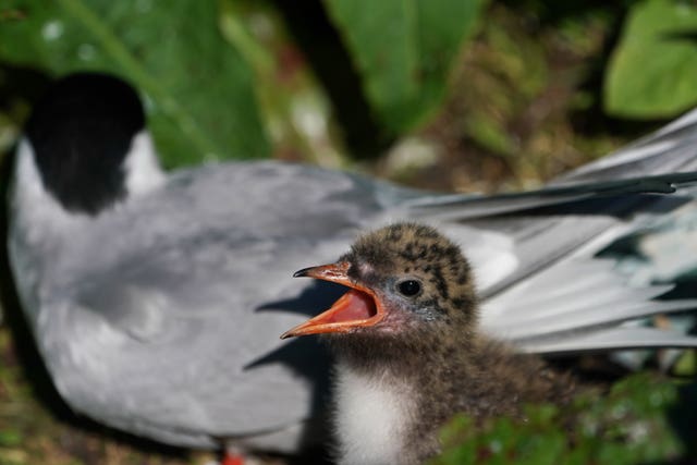 Ground nesting Arctic terns may see numbers fall by a third as a result of the bad weather (Owen Humphreys/PA)