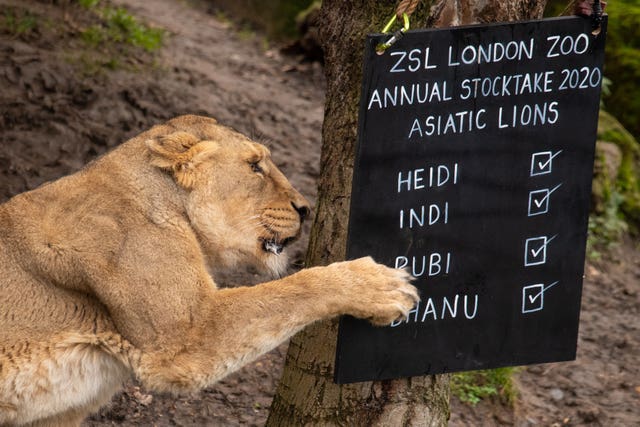 Asiatic Lion Heidi during the stock take (Dominic Lipinski/PA)