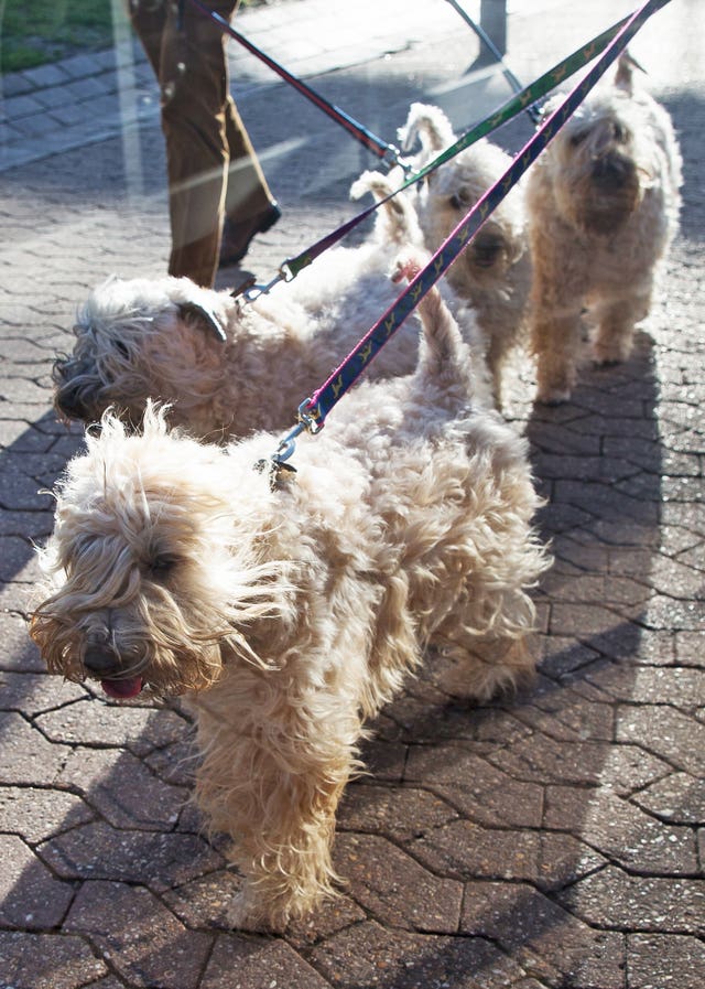 Crufts Dog Show – Day One