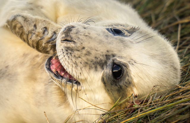 Grey seal pup